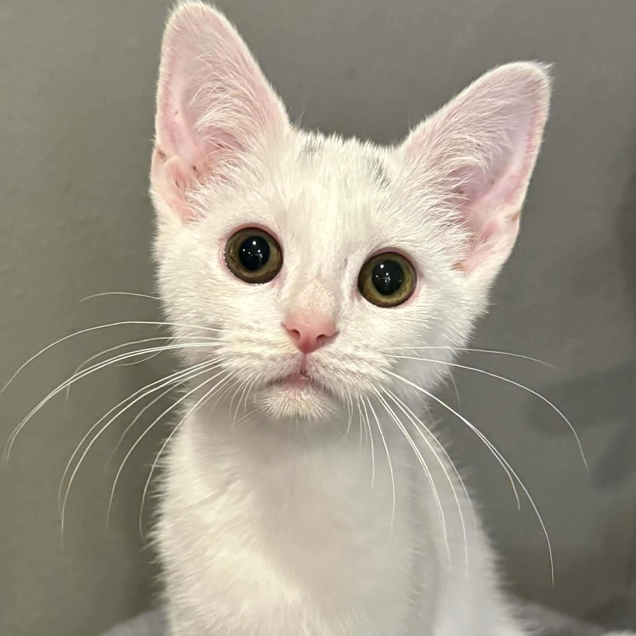 Enlarge Francine, an adopted Domestic Short Hair in Memphis, TN image 6/6