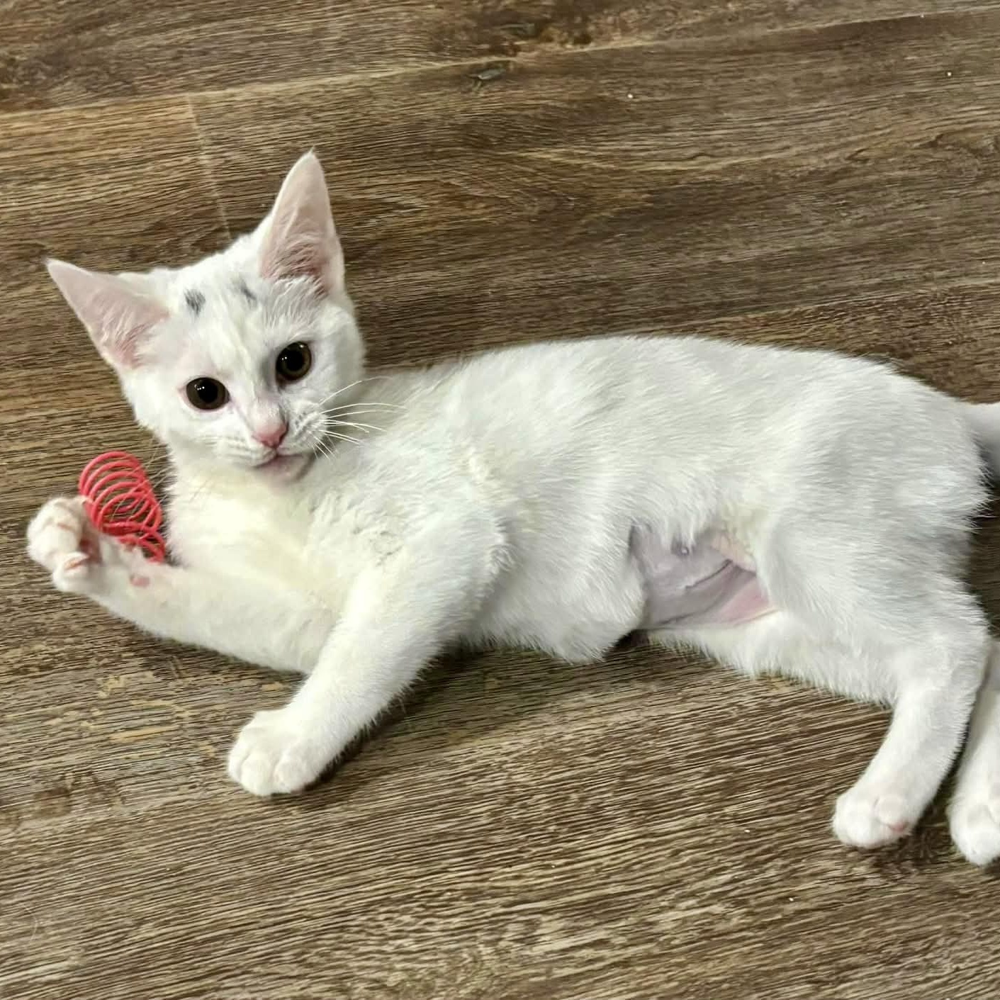 Enlarge Francine, an adopted Domestic Short Hair in Memphis, TN image 2/6