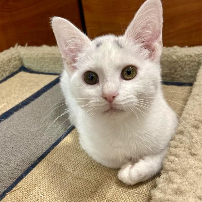 Enlarge Francine, an adopted Domestic Short Hair in Memphis, TN image 4/6