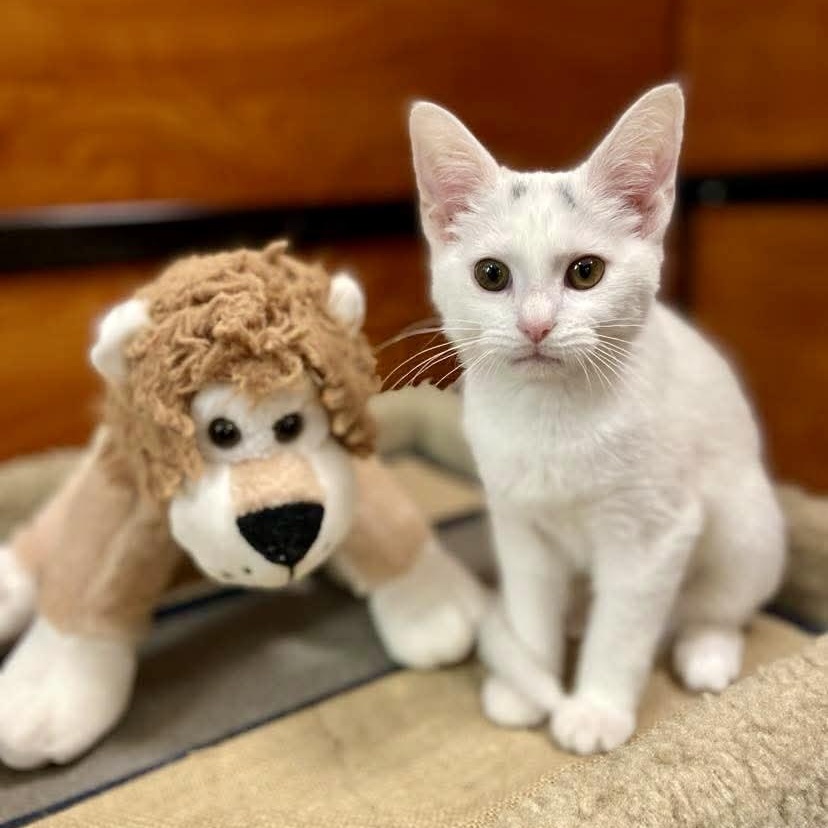 Enlarge Francine, an adopted Domestic Short Hair in Memphis, TN image 5/6