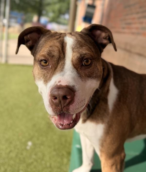 Enlarge Dice, a Adoptable mixed breed in Canton, GA image 1/1