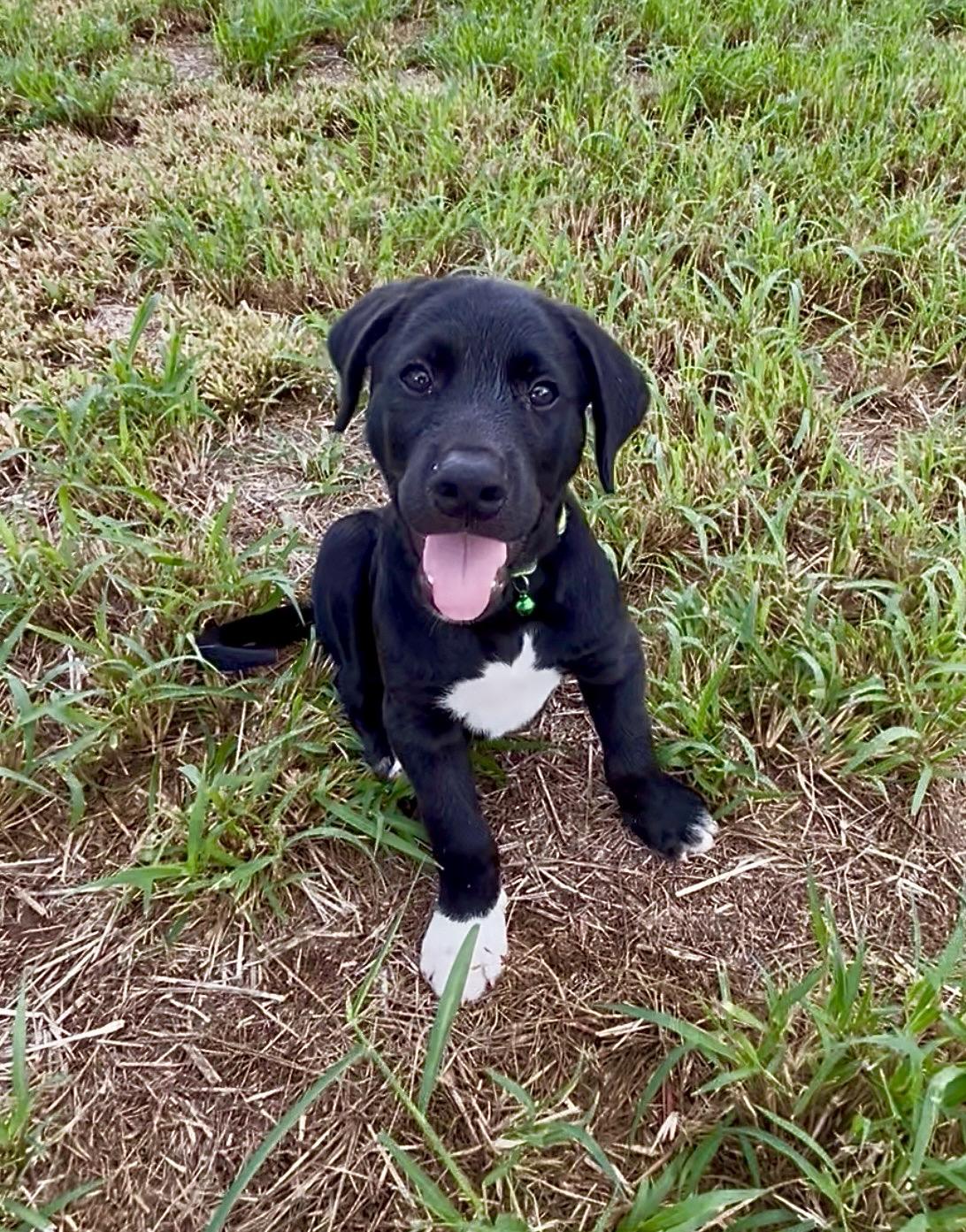 Oreo - Loving, Smart, Cuddly, Puppy, vaccinated - LOW FEE, a Adoptable mixed breed in Boston, MA image 3/6