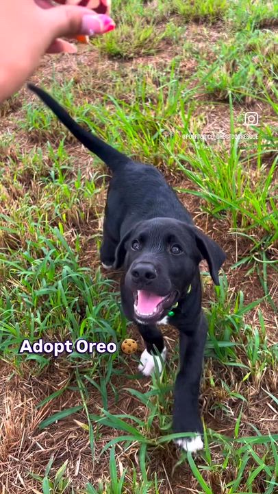 Enlarge Oreo - Loving, Smart, Cuddly, Puppy, vaccinated - LOW FEE, a Adoptable mixed breed in Boston, MA video 2/6