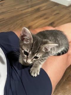 Espresso-I'm Adorable. Really., an adopted Tabby in Laurel, MD image 2/6