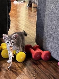 Espresso-I'm Adorable. Really., an adopted Tabby in Laurel, MD image 6/6