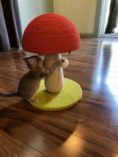 Espresso-I'm Adorable. Really., an adopted Tabby in Laurel, MD image 5/6