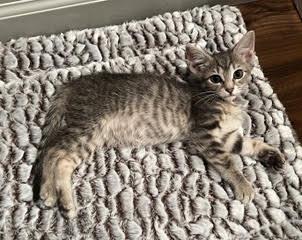 Espresso-I'm Adorable. Really., an adopted Tabby in Laurel, MD image 4/6
