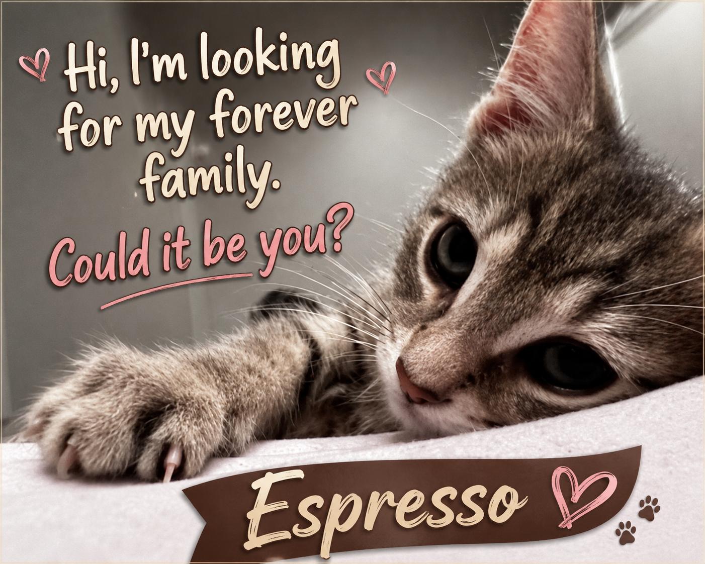 Espresso-I'm Adorable. Really., an adopted Tabby in Laurel, MD image 1/6