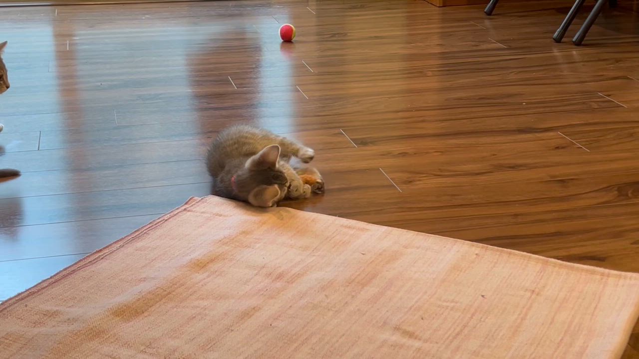 Enlarge Espresso-I'm Adorable. Really., an adopted Tabby in Laurel, MD video 3/6