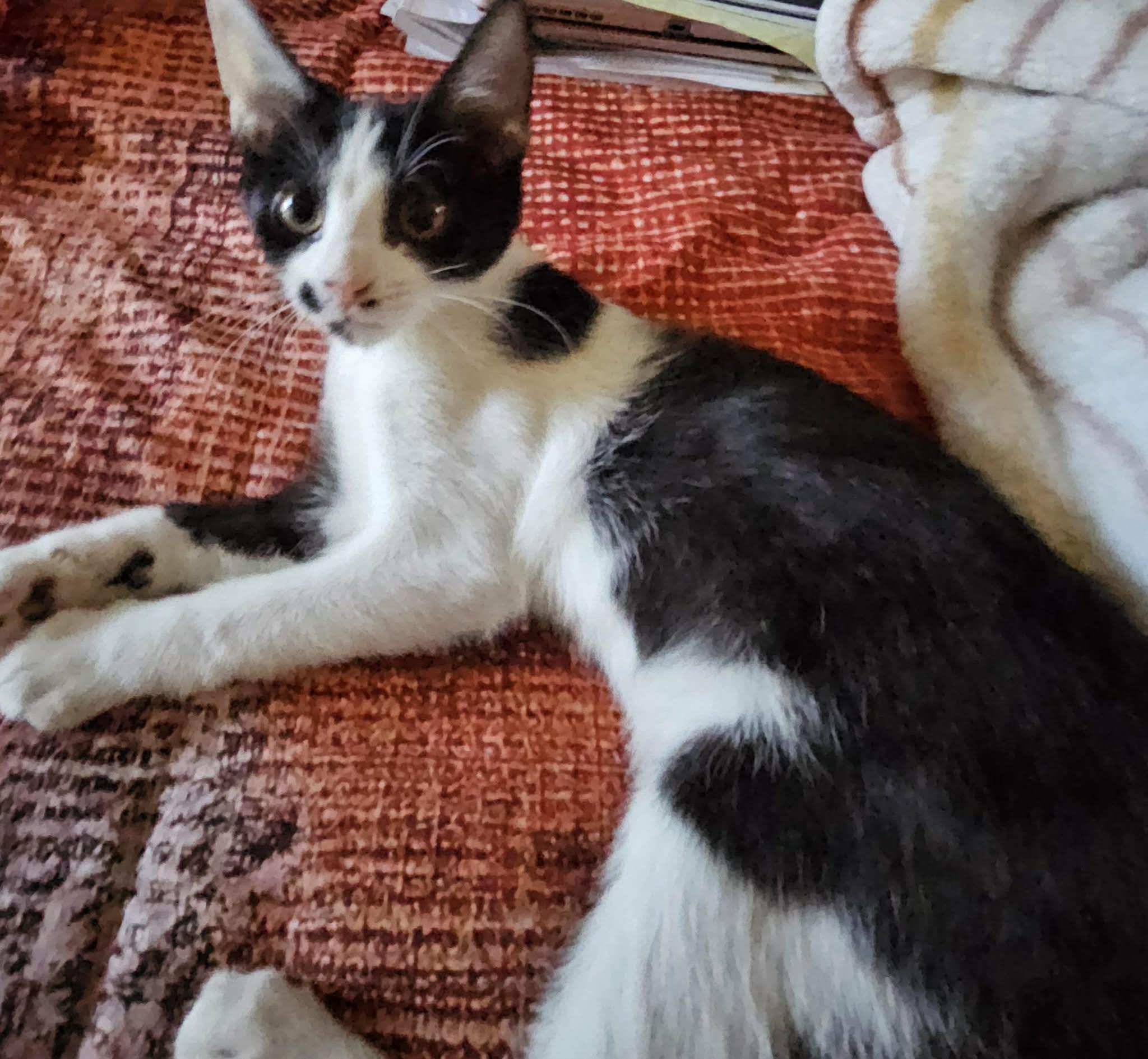 Enlarge Piper , an adopted Domestic Short Hair in Dyersburg, TN image 1/1