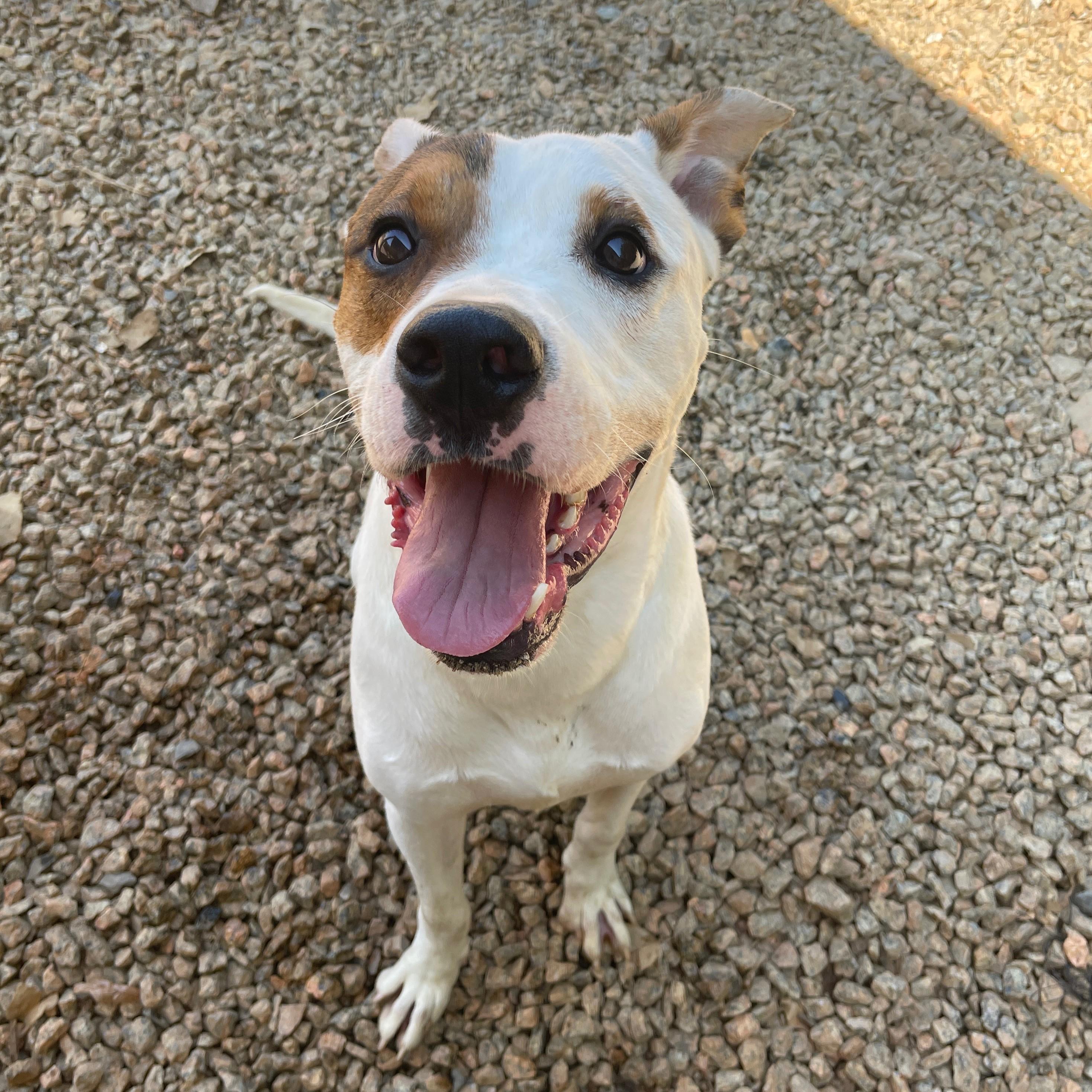 Yoda — thumbnail 3