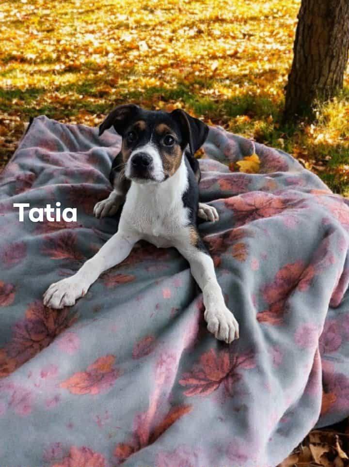 Tatia