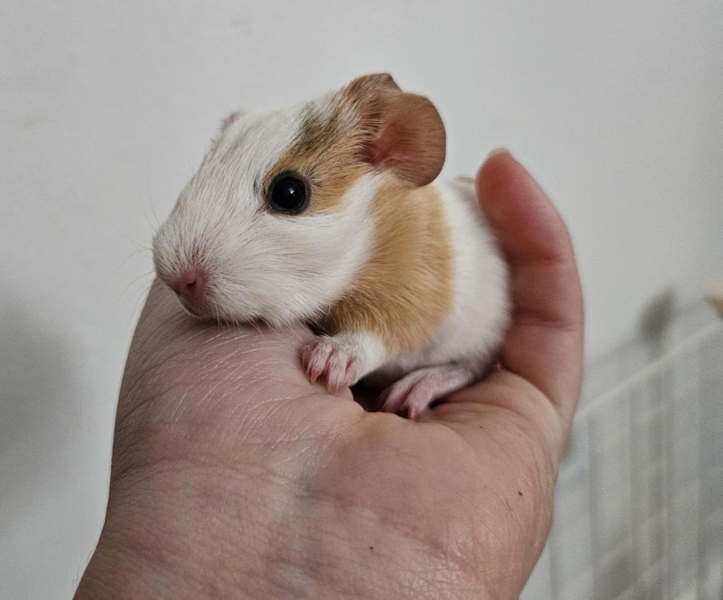 Enlarge Popcorn, an adopted Guinea Pig in Medfield, MA image 2/4