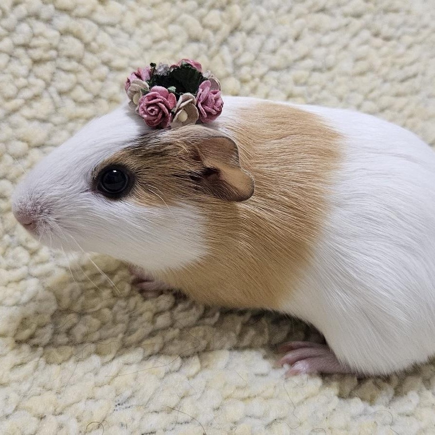 Enlarge Popcorn, an adopted Guinea Pig in Medfield, MA image 1/4