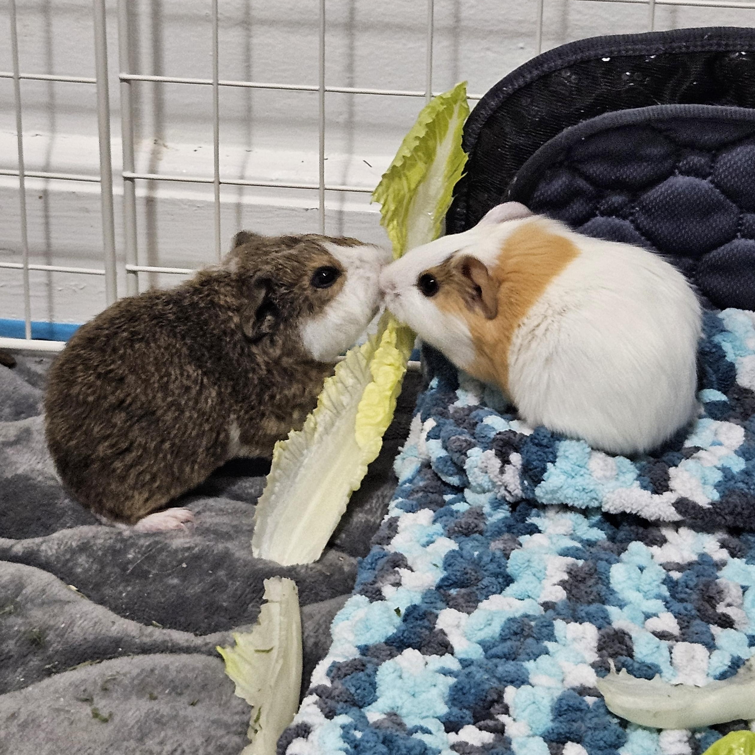 Enlarge Popcorn, an adopted Guinea Pig in Medfield, MA image 3/4