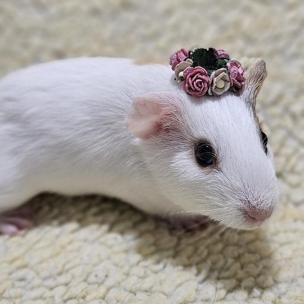 Enlarge Popcorn, an adopted Guinea Pig in Medfield, MA image 4/4