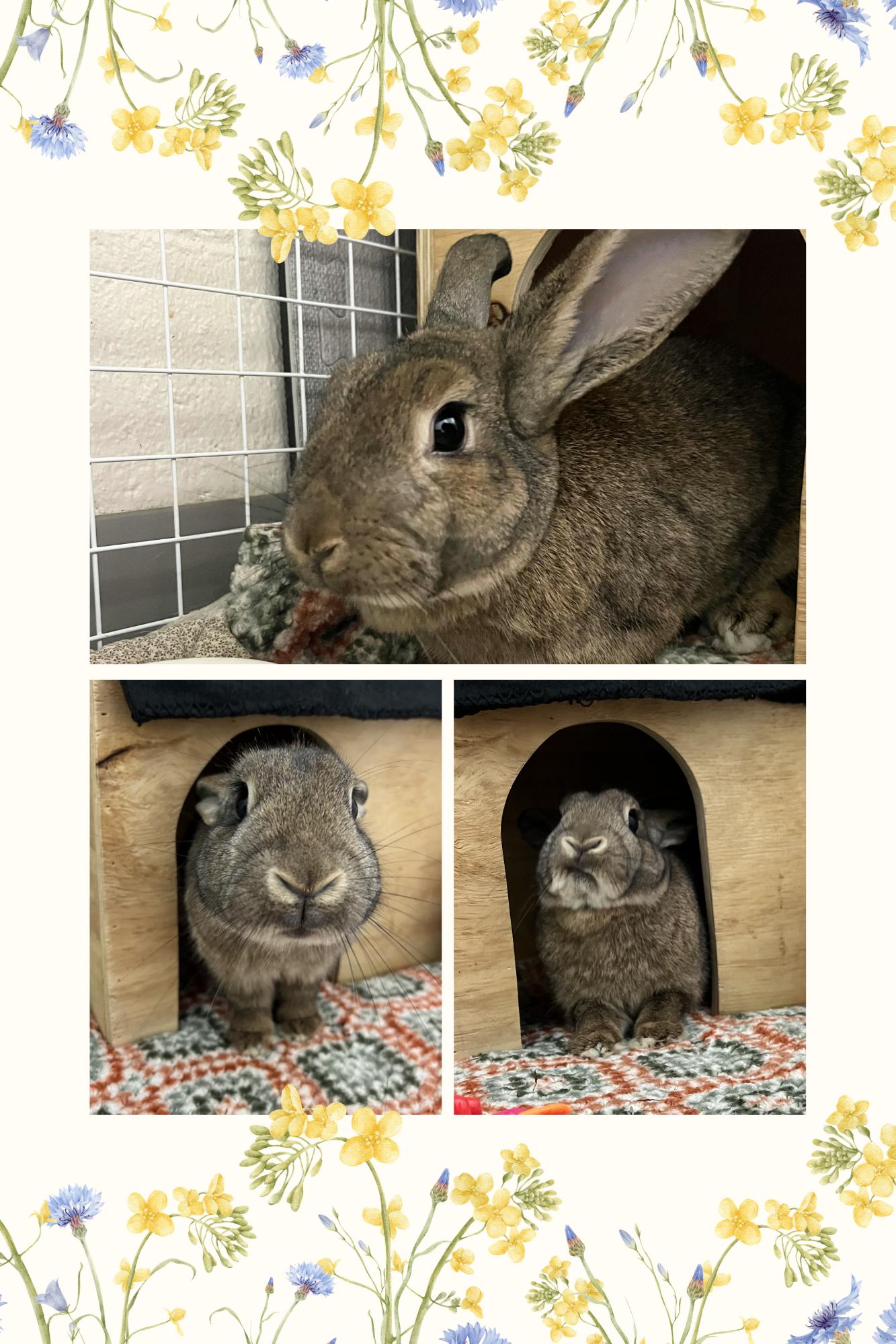 Enlarge Marnie, a Adoptable Flemish Giant in Whitehall, PA image 1/1
