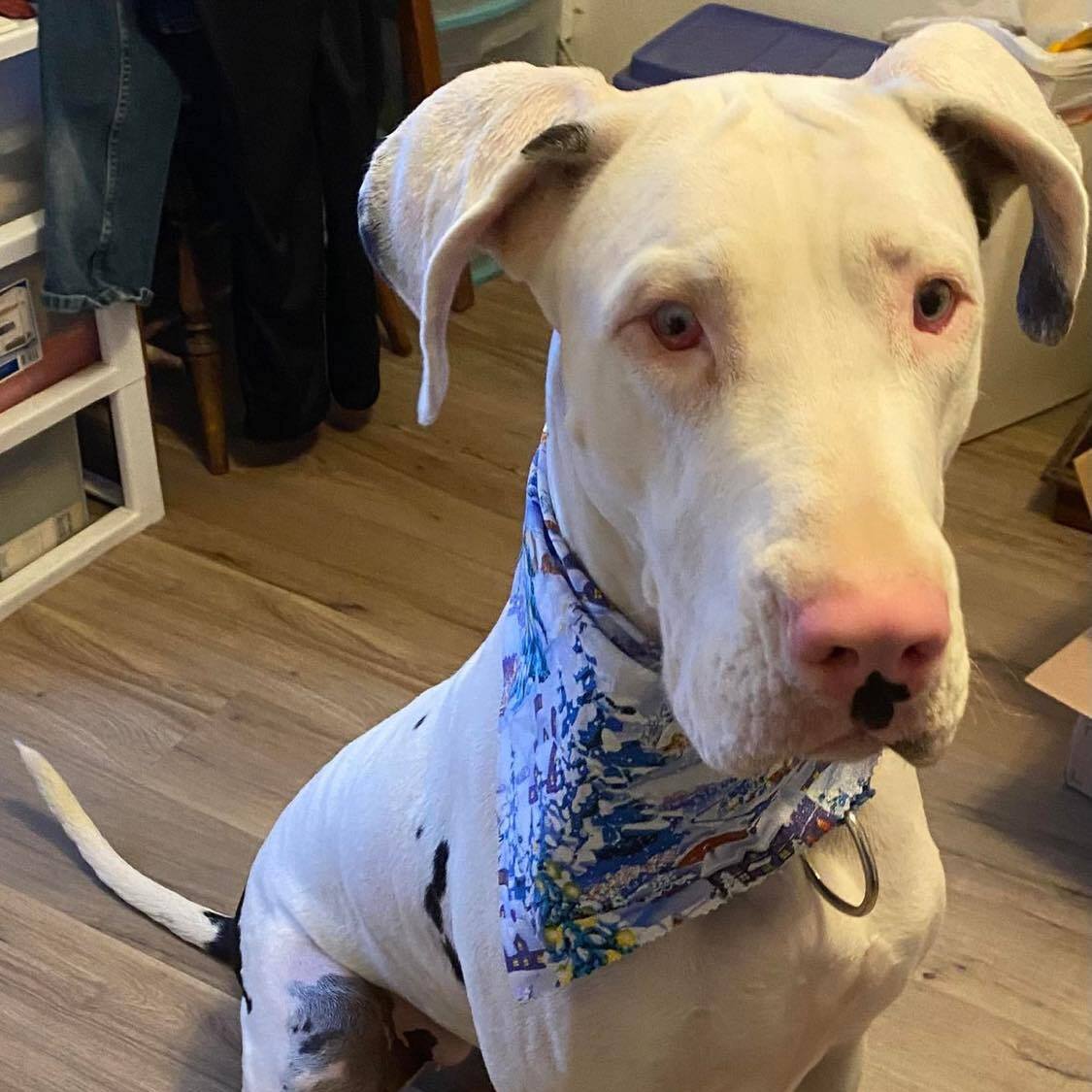 Enlarge Darla Jean, a Adoptable Great Dane in Tehachapi, CA image 1/6