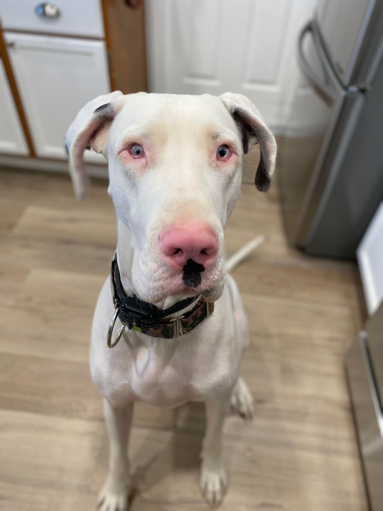 Enlarge Darla Jean, a Adoptable Great Dane in Tehachapi, CA image 2/6