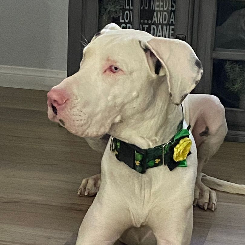 Enlarge Darla Jean, a Adoptable Great Dane in Tehachapi, CA image 3/6