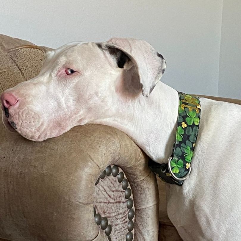 Enlarge Darla Jean, a Adoptable Great Dane in Tehachapi, CA image 5/6