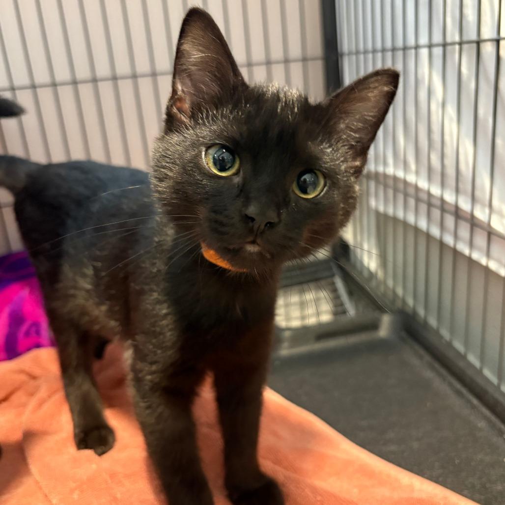 Enlarge Dicky (6394), a Adoptable Domestic Short Hair in Chesapeake, VA image 1/2