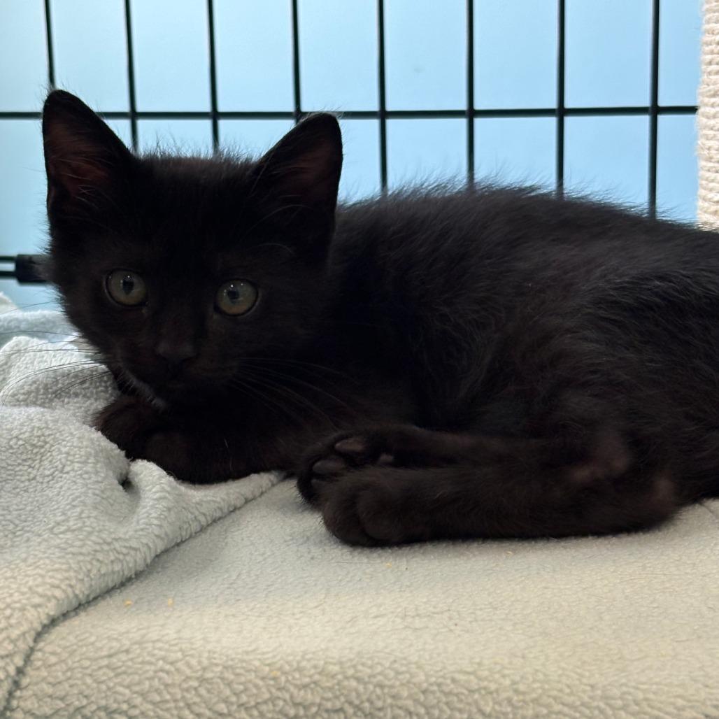 Enlarge Dicky (6394), a Adoptable Domestic Short Hair in Chesapeake, VA image 2/2