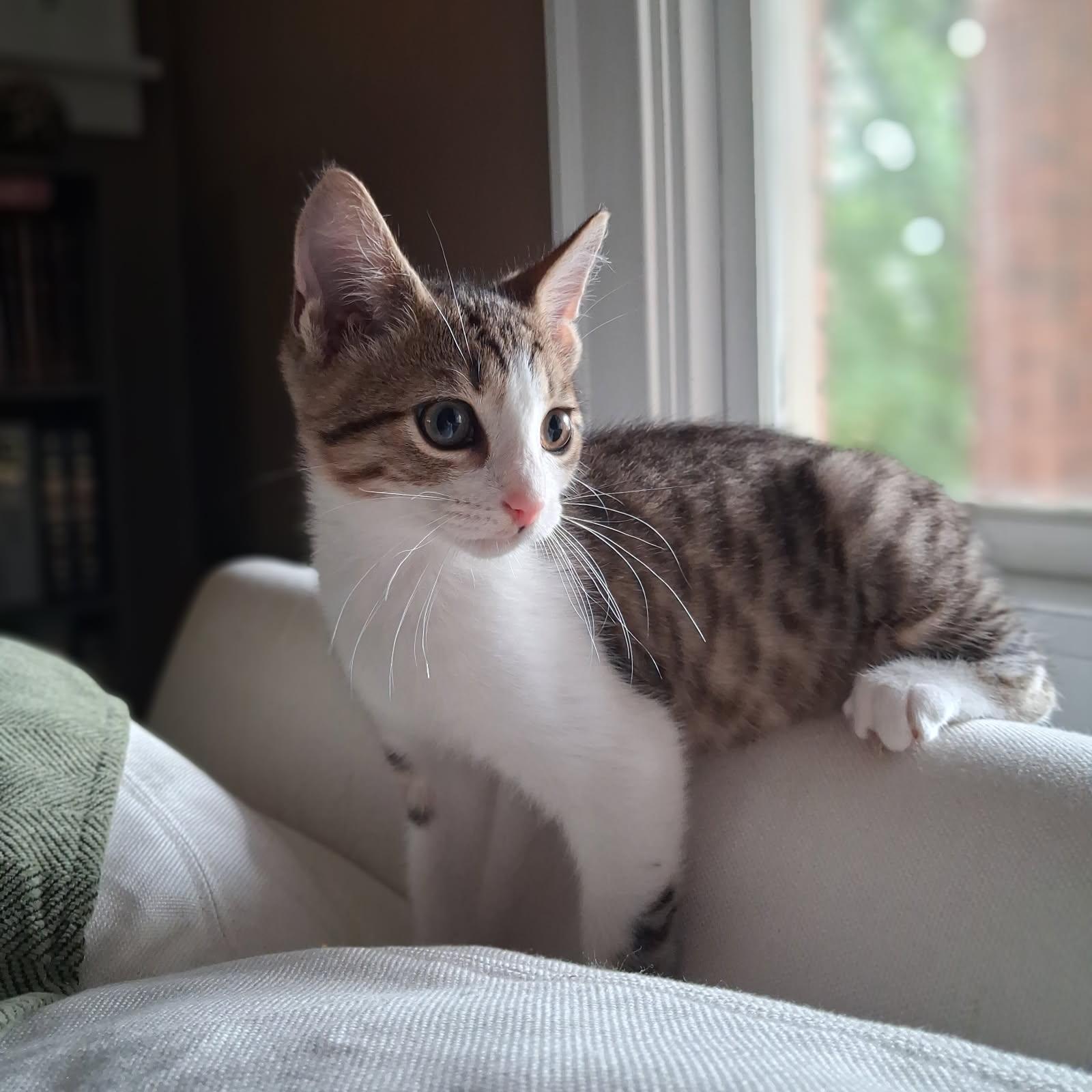 Max, Adoptable, Young Male Domestic Short Hair.