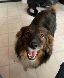 Enlarge BISCUIT - COURTESY LISTING, a Adoptable Border Collie in Williamsburg, VA image 1/3