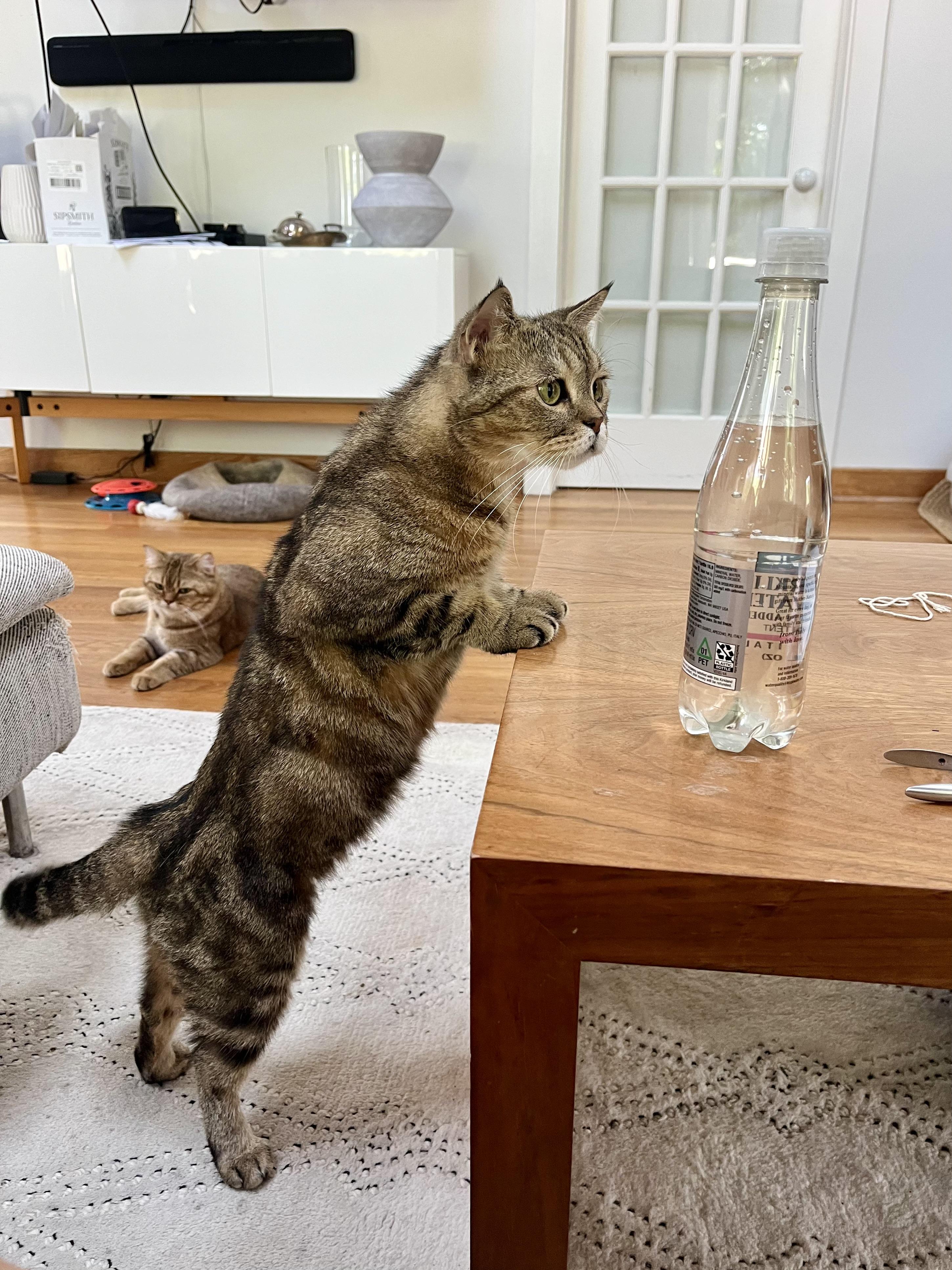 Enlarge Rhea, a Adoptable Scottish Fold in Brooklyn, NY image 2/5