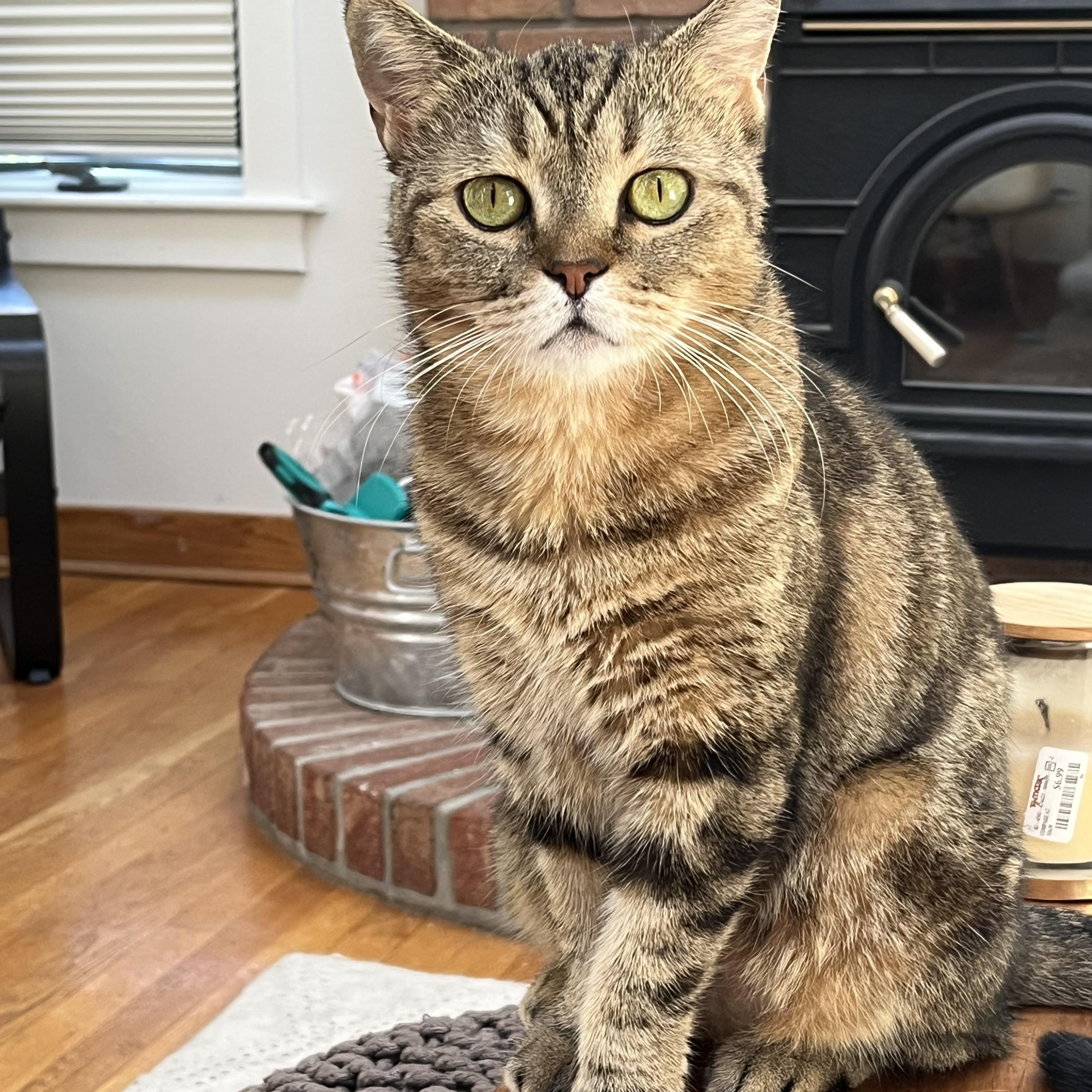 Rhea, Adoptable, Adult Female Scottish Fold.