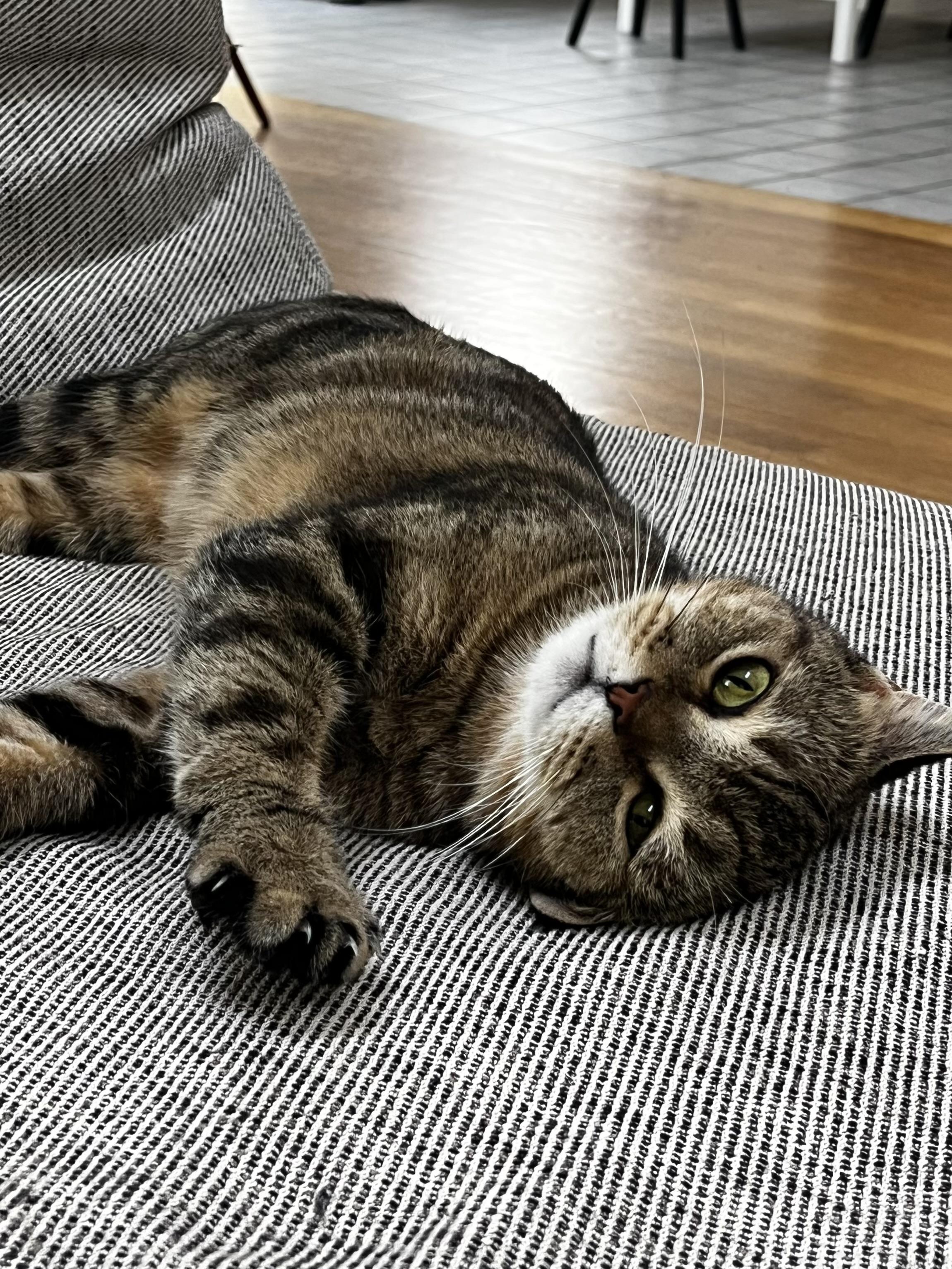 Enlarge Rhea, a Adoptable Scottish Fold in Brooklyn, NY image 4/5