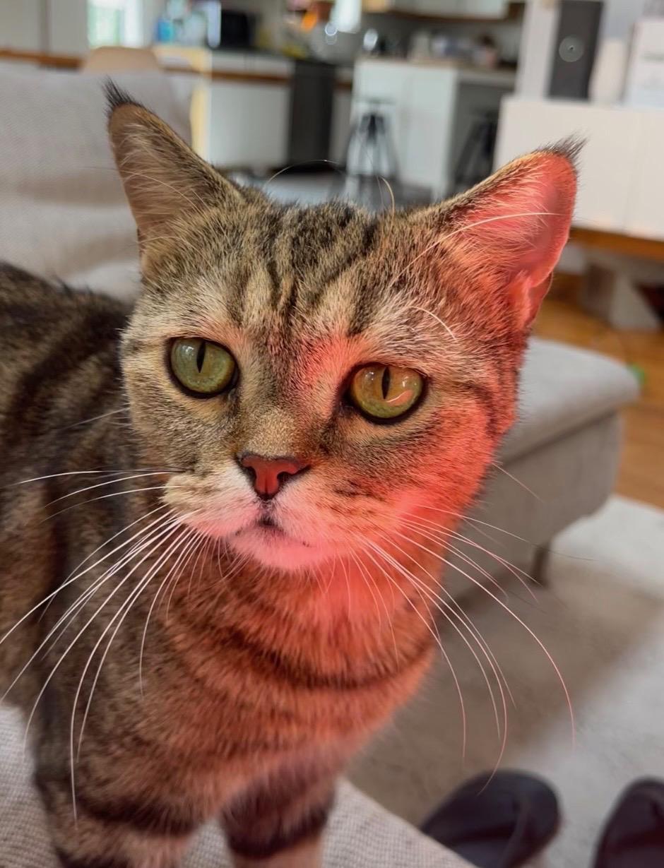 Enlarge Rhea, a Adoptable Scottish Fold in Brooklyn, NY image 3/5