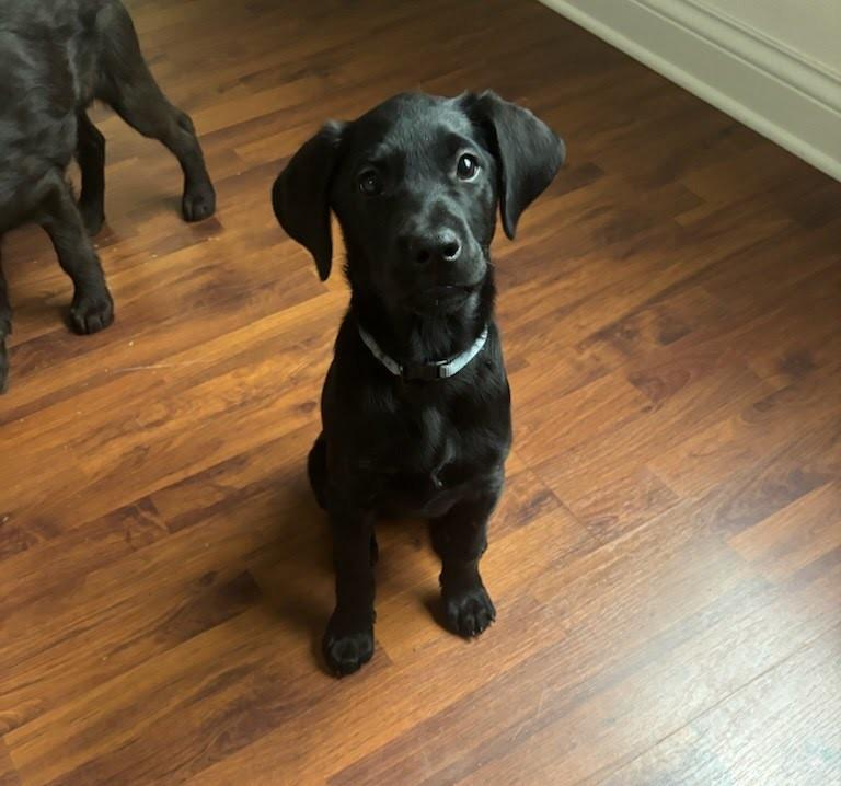 Lena, Adopted, Young Female Labrador Retriever.