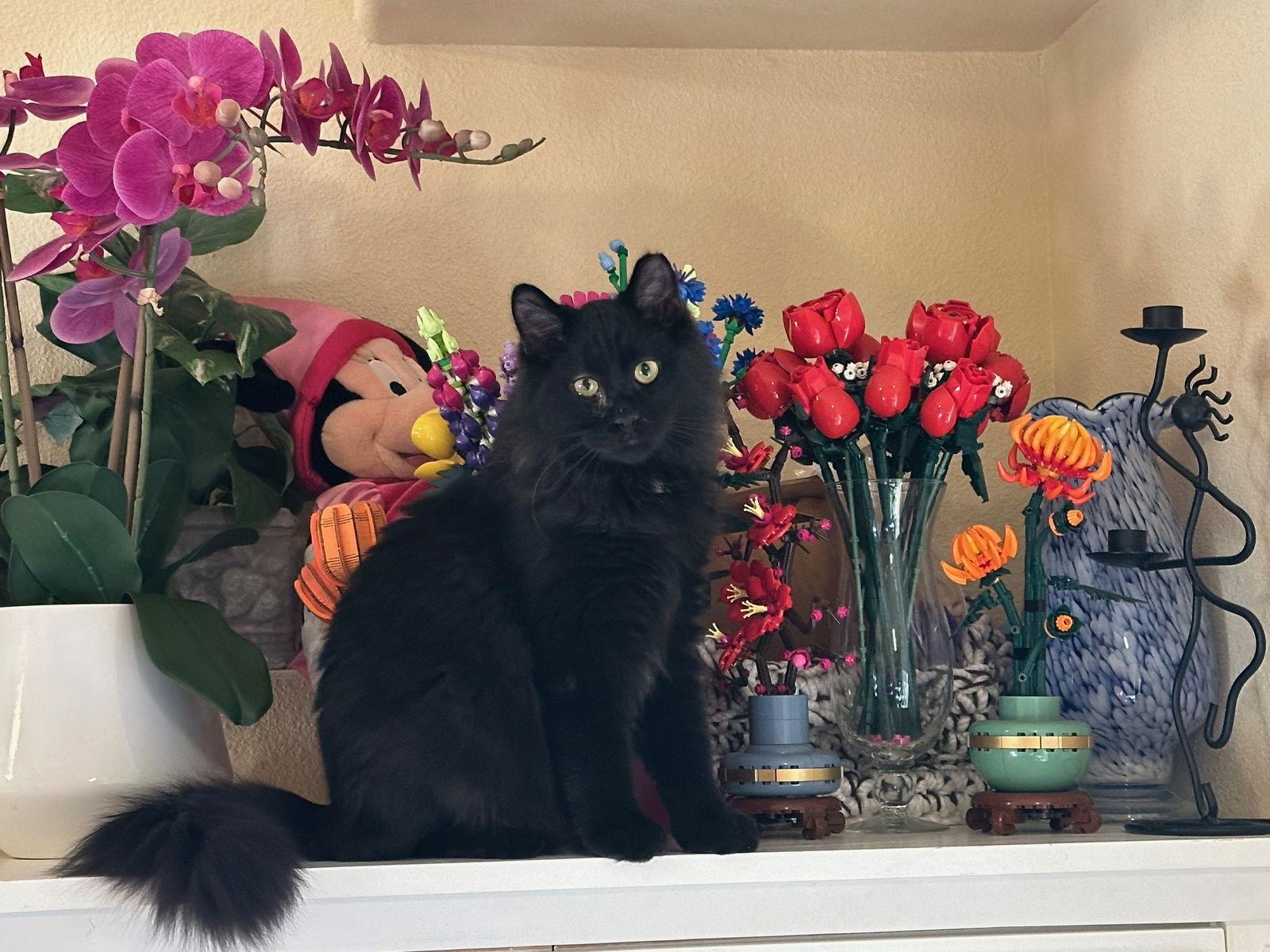 Brooks, Adoptable, Young Male Domestic Medium Hair.