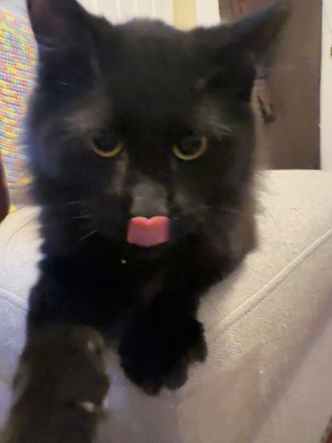 Brooks, Adoptable, Young Male Domestic Medium Hair.