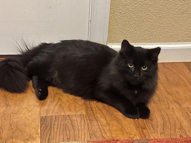 Enlarge Brooks, a Adoptable Domestic Medium Hair in Aurora, CO image 2/3