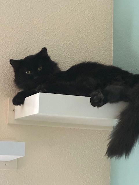 Enlarge Brooks, a Adoptable Domestic Medium Hair in Aurora, CO image 3/3