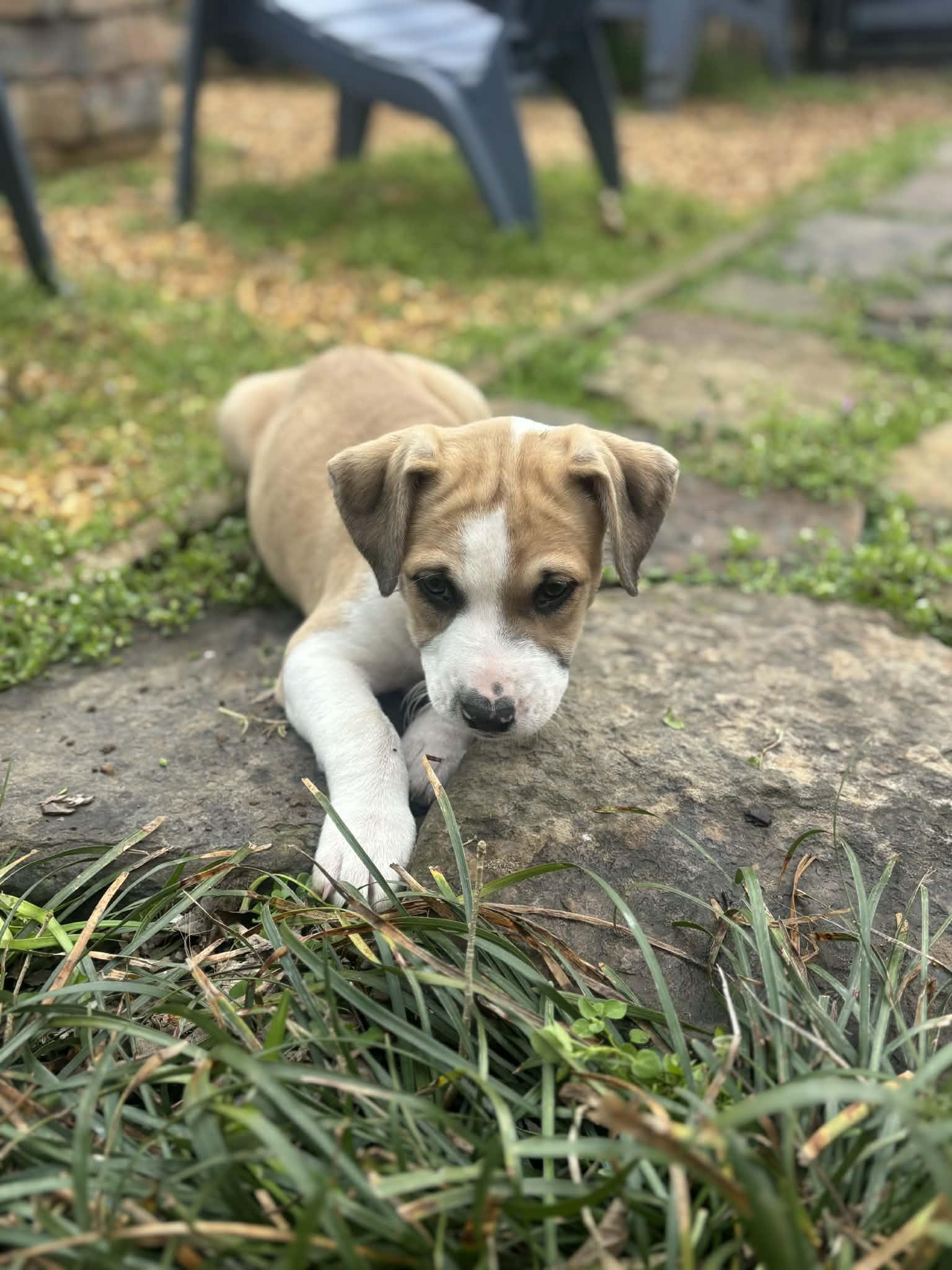 Enlarge Wemby, an adopted mixed breed in Warwick, RI image 3/5