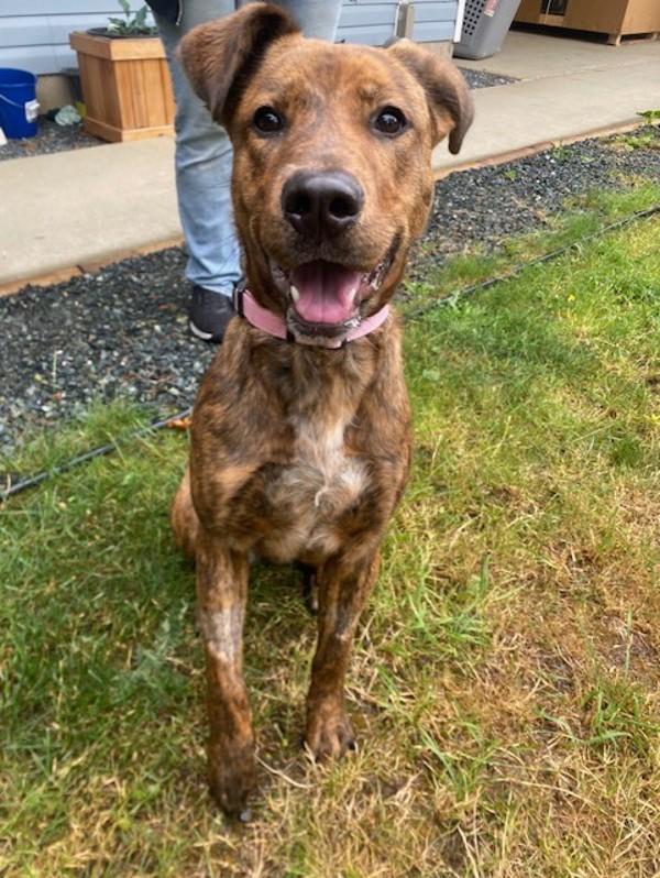 Enlarge Willow, a Adoptable mixed breed in Port Alberni, BC image 1/1