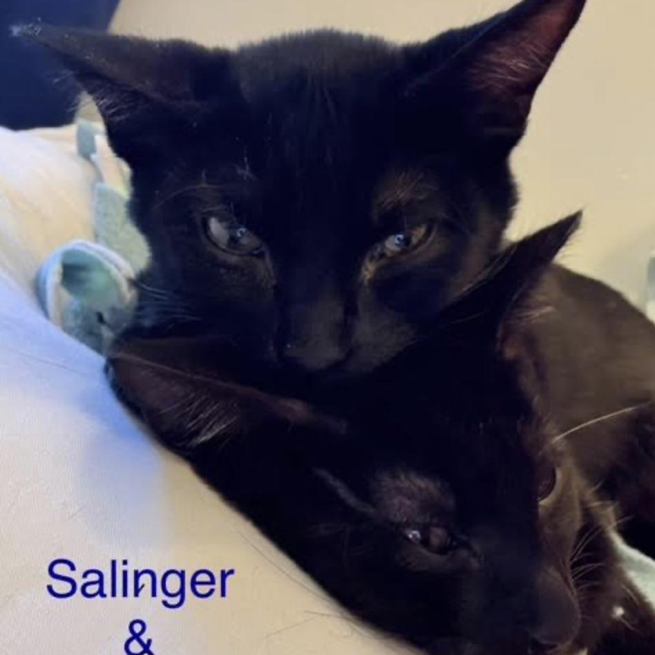 Salinger thumbnail 3