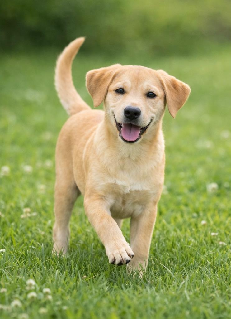 Enlarge Cinnamon , an adopted mixed breed in Bethel, CT image 1/1