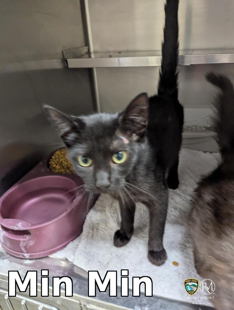 Min Min, Adopted, Kitten Male Domestic Short Hair.
