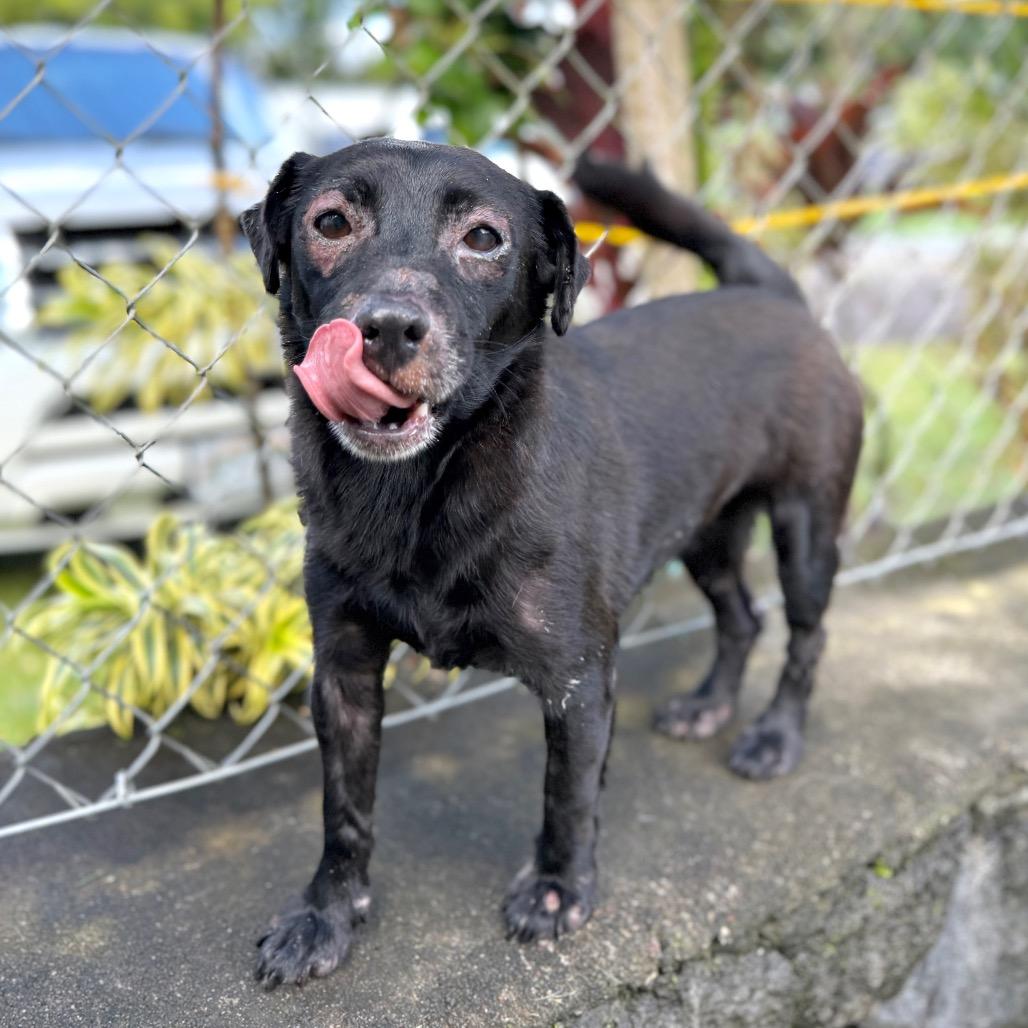 Enlarge Hokulani, a Adoptable Mixed Breed in Keaau, HI image 1/6