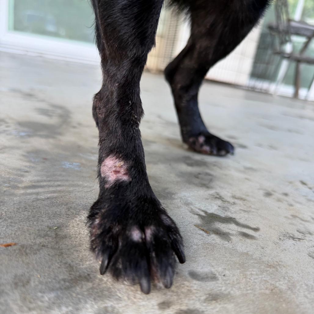 Enlarge Hokulani, a Adoptable Mixed Breed in Keaau, HI image 2/6