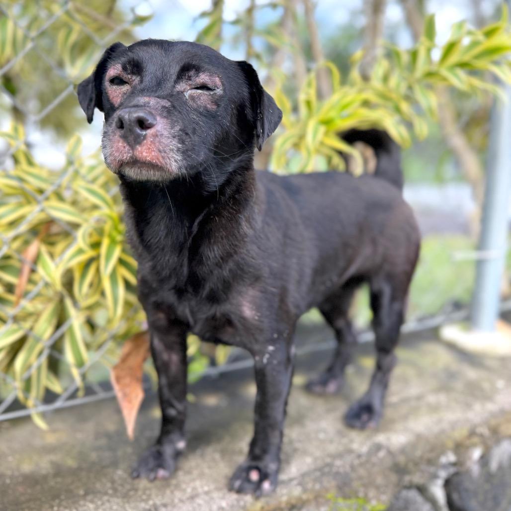 Enlarge Hokulani, a Adoptable Mixed Breed in Keaau, HI image 3/6