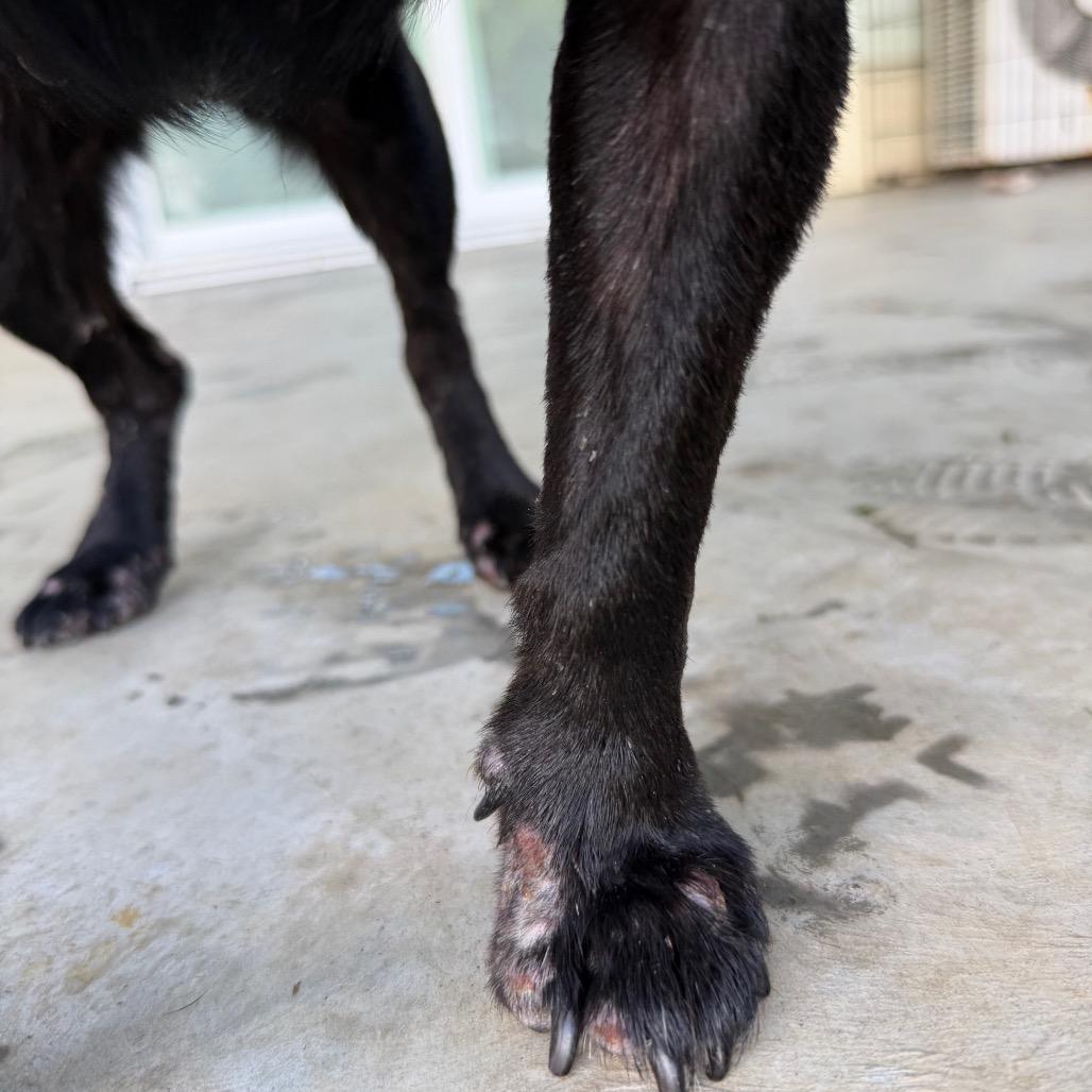 Enlarge Hokulani, a Adoptable Mixed Breed in Keaau, HI image 4/6