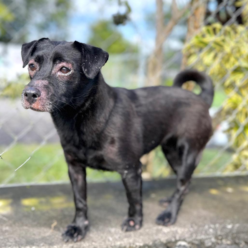 Enlarge Hokulani, a Adoptable Mixed Breed in Keaau, HI image 5/6