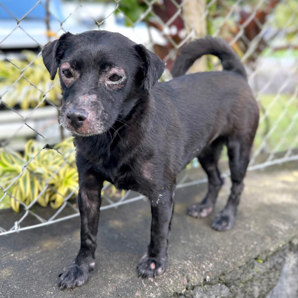 Enlarge Hokulani, a Adoptable Mixed Breed in Keaau, HI image 6/6