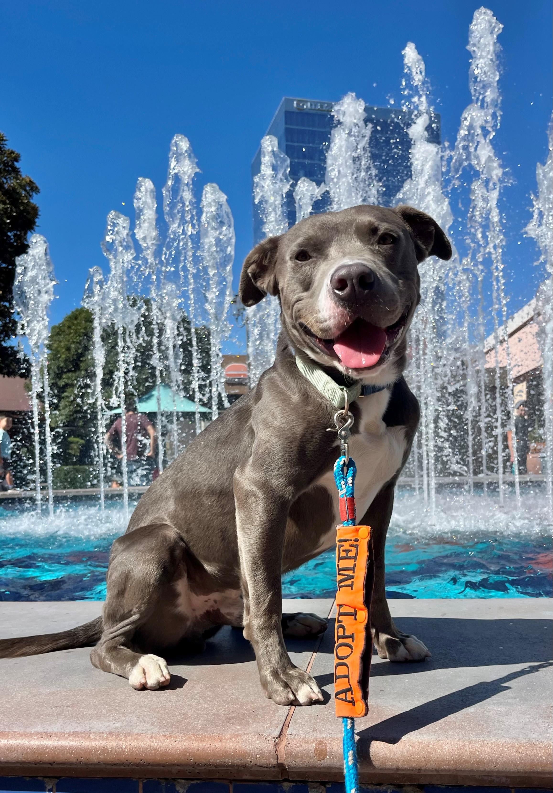 Spartan, ADOPTABLE, Adult Male Pit Bull Terrier.